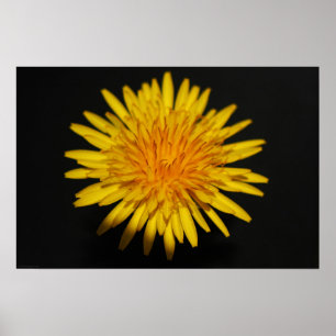 Dandelion Flower wapcnm Poster