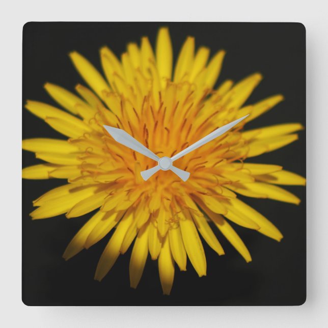 Dandelion Flower wca Square Wall Clock (Front)