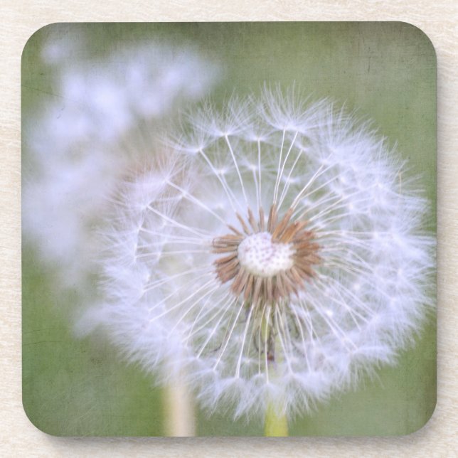 Dandelion Flowers Coaster (Front)