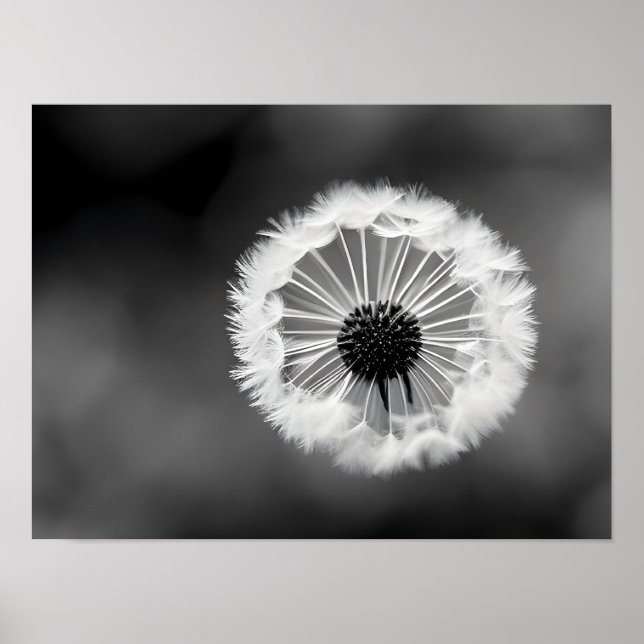 Dandelion fluff - black and white stylisation poster (Front)