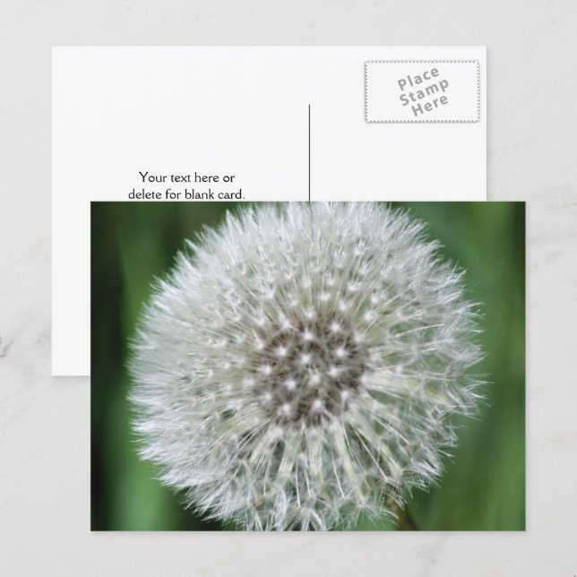 Dandelion Fluff Flower Photography Personalized Postcard (Front/Back)