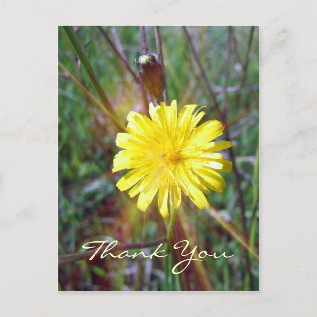 Dandelion Glow Postcard (Front)