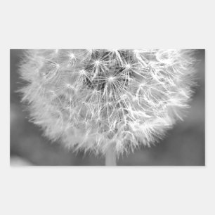 Dandelion Gone to Seed Rectangular Sticker