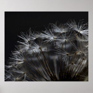 Dandelion in black poster