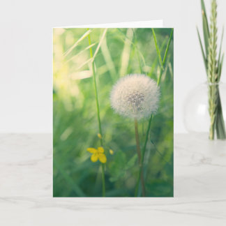 Dandelion in greenery with soft summer light card