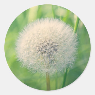 Dandelion in greenery with soft summer light classic round sticker