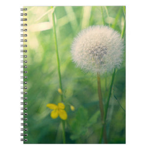 Dandelion in greenery with soft summer light notebook