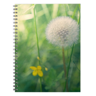 Dandelion in greenery with soft summer light notebook