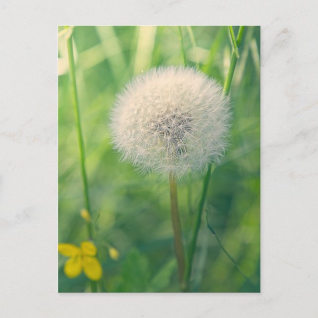 Dandelion in greenery with soft summer light postcard (Front)