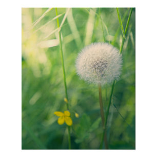 Dandelion in greenery with soft summer light poster