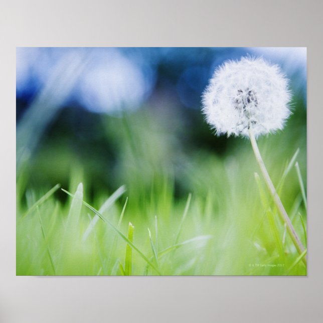Dandelion in meadow poster (Front)
