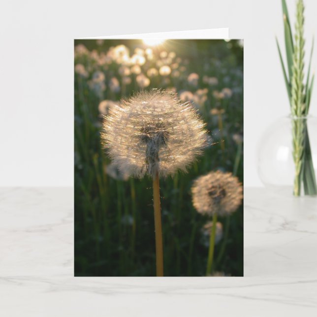 Dandelion in sun card (Front)