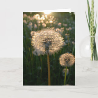 Dandelion in sun card
