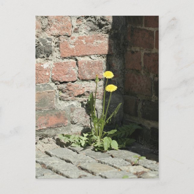 Dandelion in sun. postcard (Front)