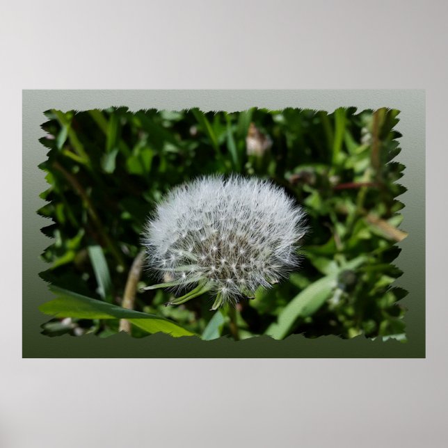 Dandelion in the grass poster (Front)