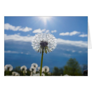 Dandelion In The Light