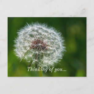 Dandelion In The Light Thinking Of You Postcard
