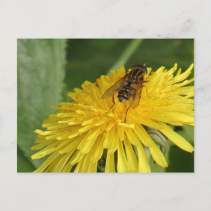 Dandelion & Insect DIY Postcard