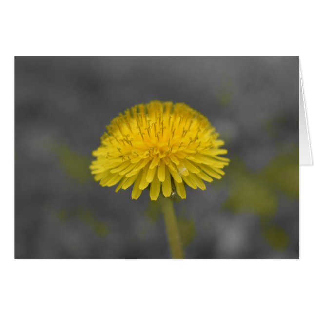 Dandelion / Isolated Colour (Front Horizontal)