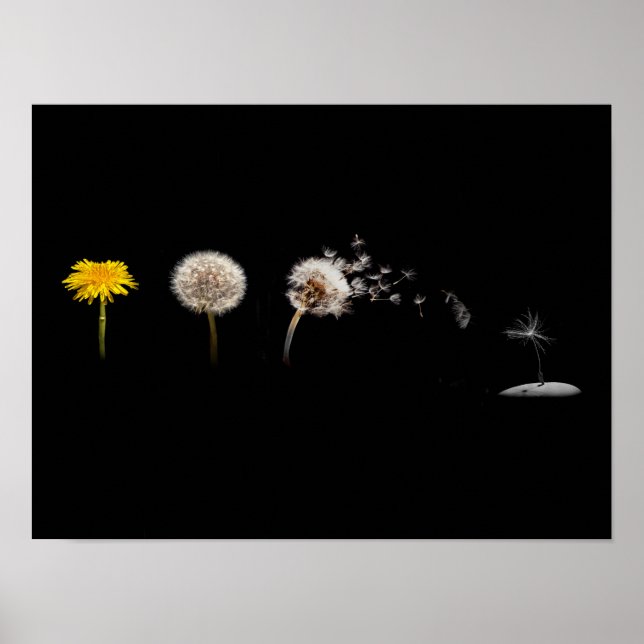 Dandelion Life Cycle Poster/Print Poster (Front)