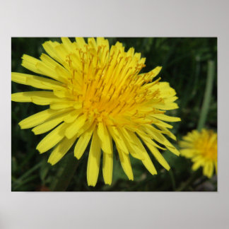 Dandelion Macro Picture Poster