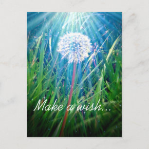 Dandelion Macro Postcard