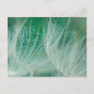 Dandelion macro postcard