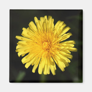 Dandelion Magnet