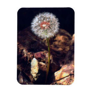 Dandelion Magnet