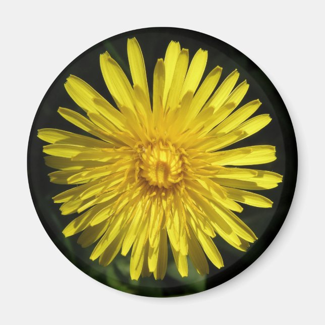 Dandelion Magnet (Front)