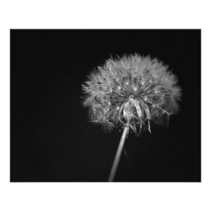 Dandelion, Night, Black and White Photo Print