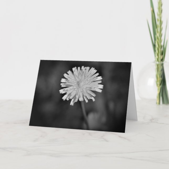 Dandelion / Noir, card (Front)