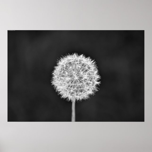 Dandelion - Noir Poster (Front)