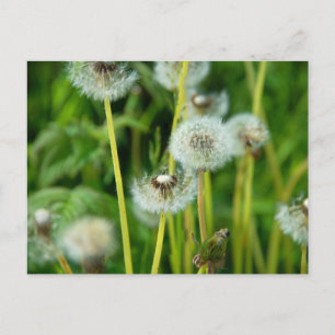 dandelion pappus postcard