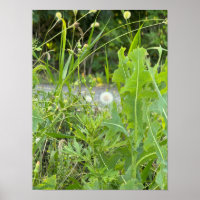Dandelion Photo Poster