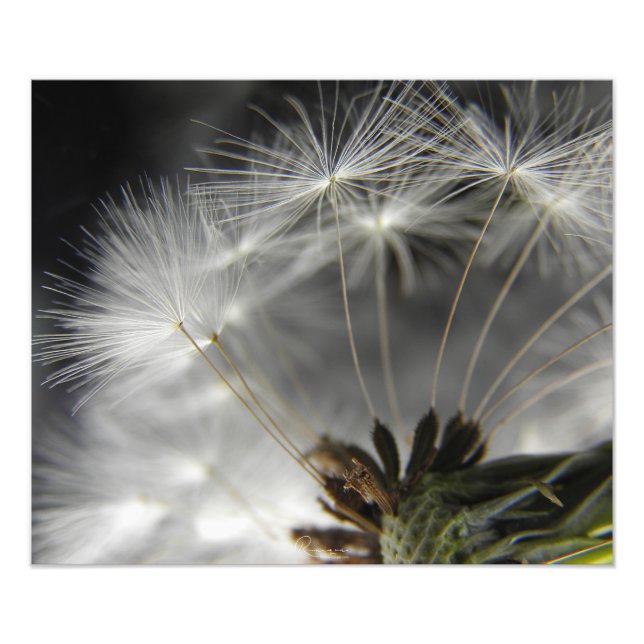 Dandelion Photo Print (Front)
