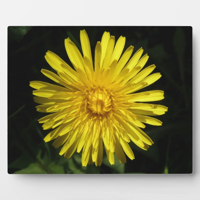 Dandelion Plaque (Front)