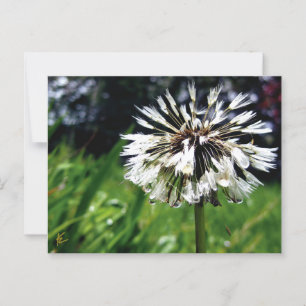 Dandelion Poof with Dew Peaceful Nature Postcard