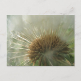 dandelion postcard