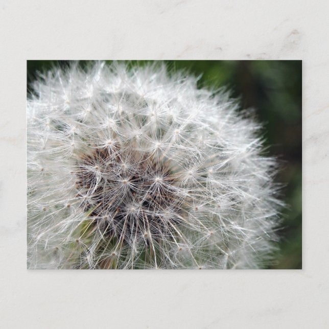 Dandelion Postcard (Front)