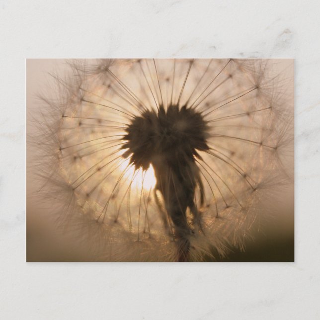 Dandelion Postcard (Front)