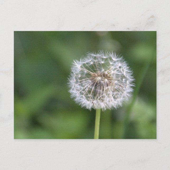 Dandelion Postcard (Front)