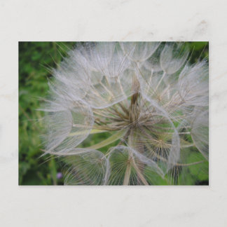Dandelion Postcard
