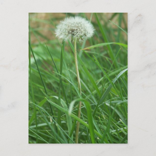 Dandelion Postcard (Front)