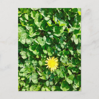 dandelion postcard
