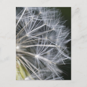 Dandelion Postcard