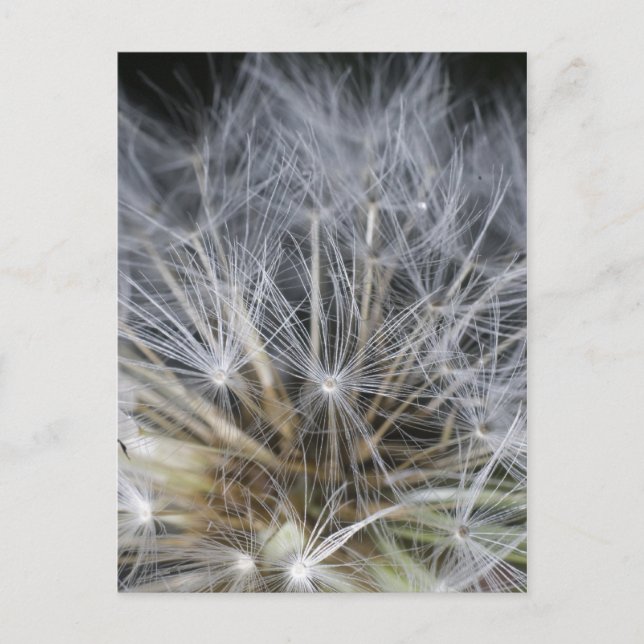 Dandelion Postcard (Front)