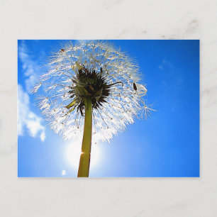 Dandelion Postcard