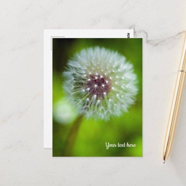 Dandelion Postcard (Front/Back In Situ)