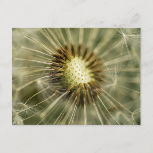 Dandelion Postcard